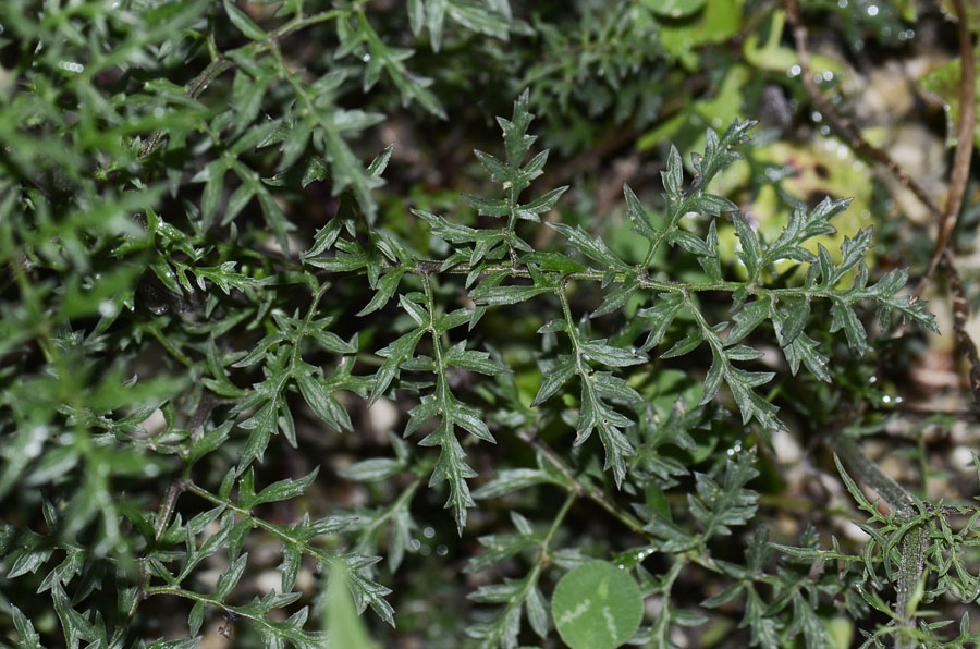 Scrophularia hoppii / Scrofularia di Hoppe